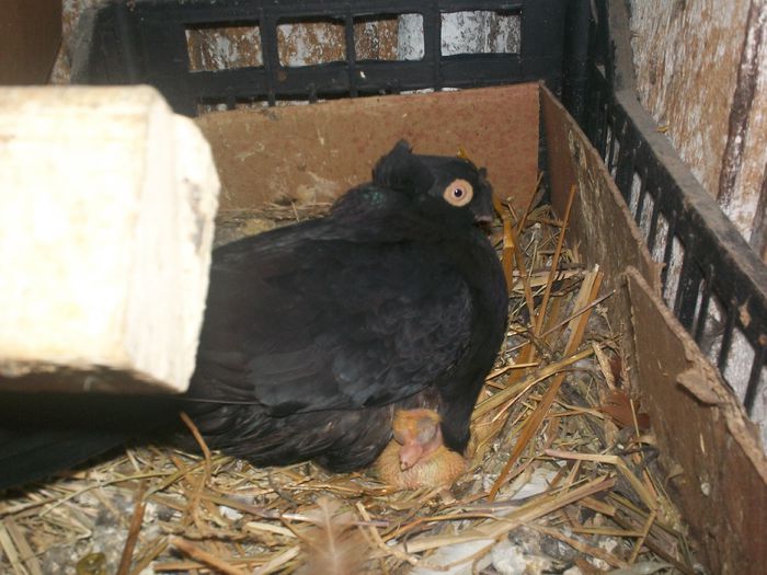 F 3 - 20 PORUMBEI VANDUTI