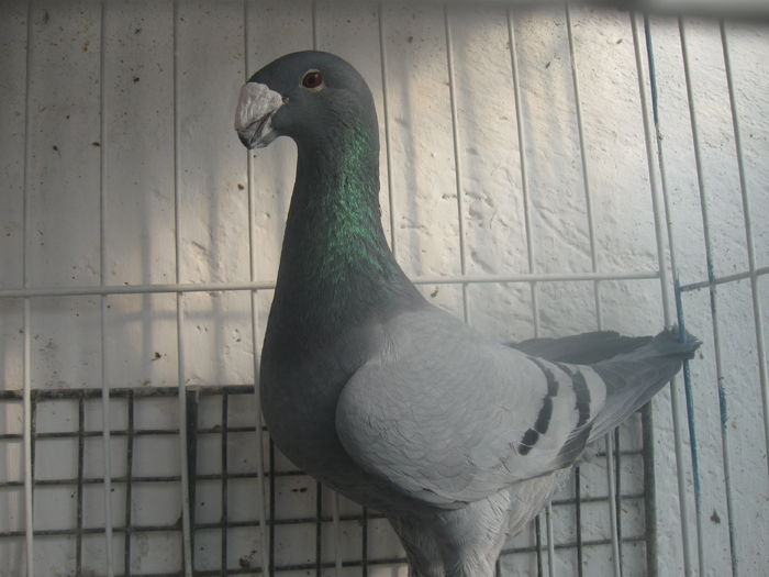 Mascul 2013
