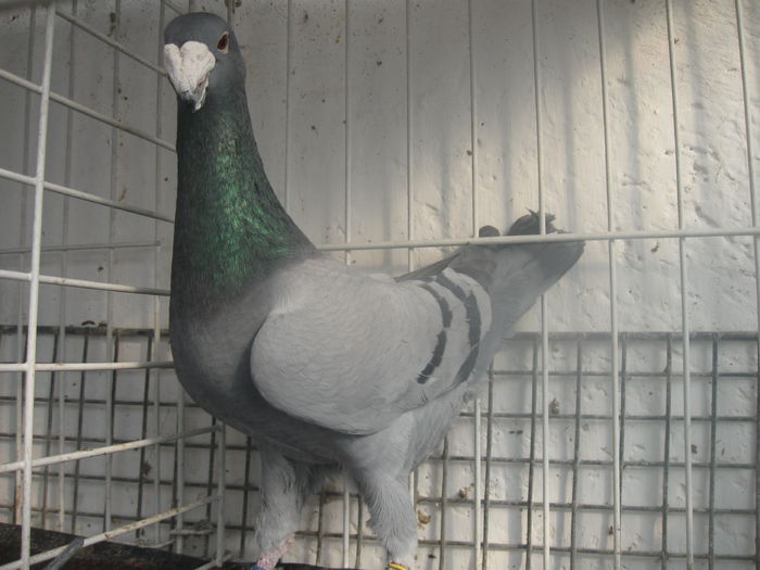 M-2012 GERMANIA