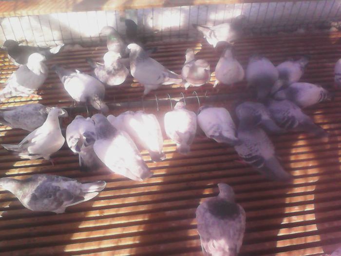 10906437_1549184105323962_7806751645110960291_n