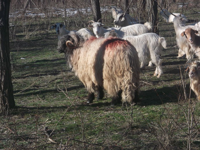 DSCF2377 - BERBEC BUCALAU DE VANZARE