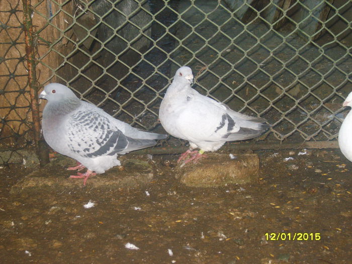 S8300057 - STANDARD DOAR AMINTIRI