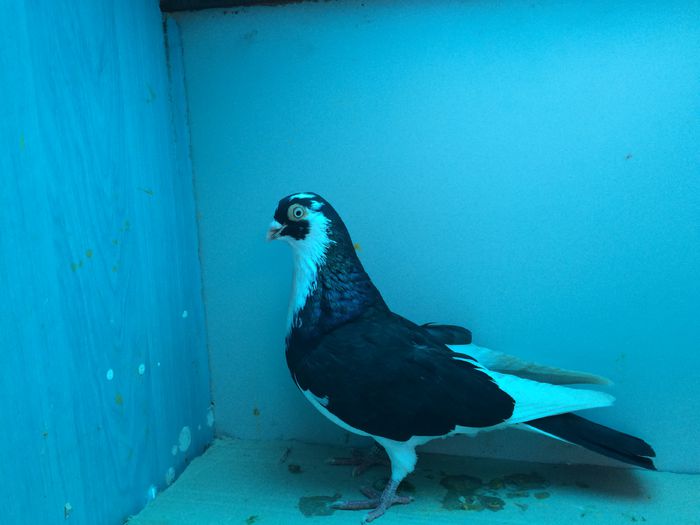 0672 mascul 2014 - Plecați ALBUM 1