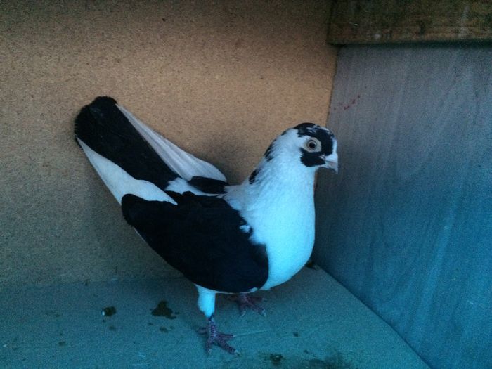 Femela 2006 blajeanca