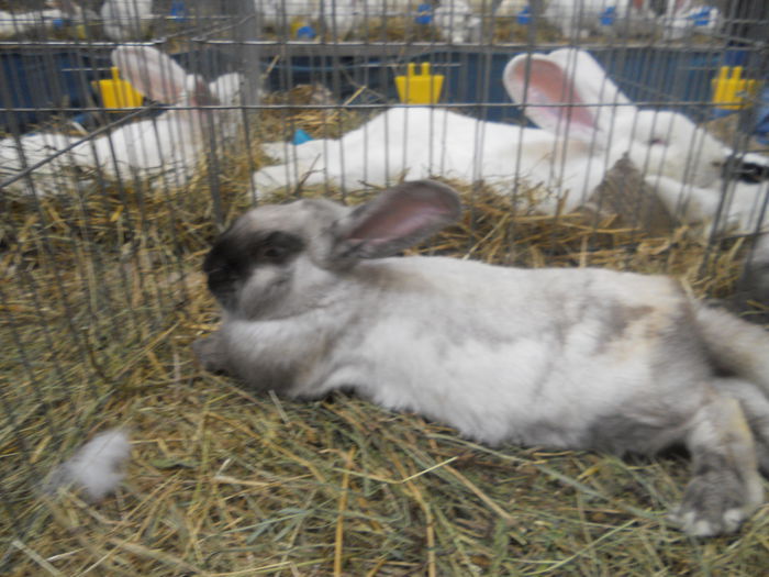 DSCN7927 - Expo Miercurea Ciuc- expozitia secuiana 2015