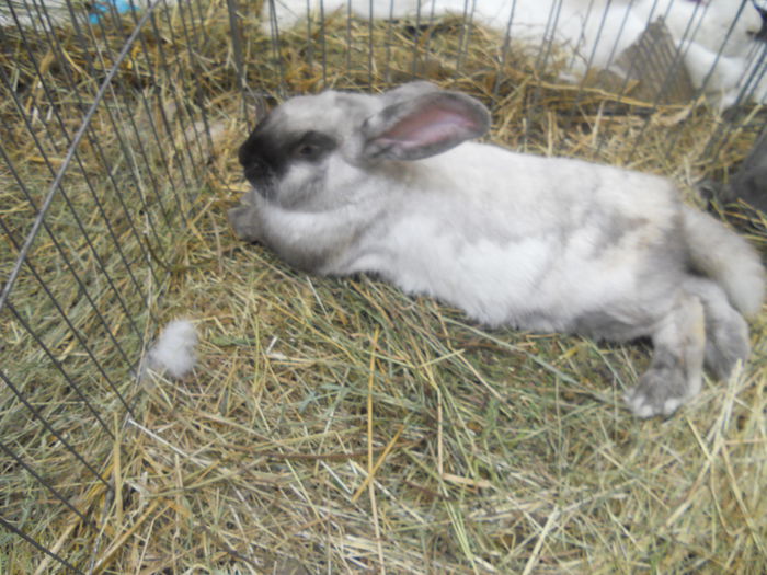DSCN7928 - Expo Miercurea Ciuc- expozitia secuiana 2015
