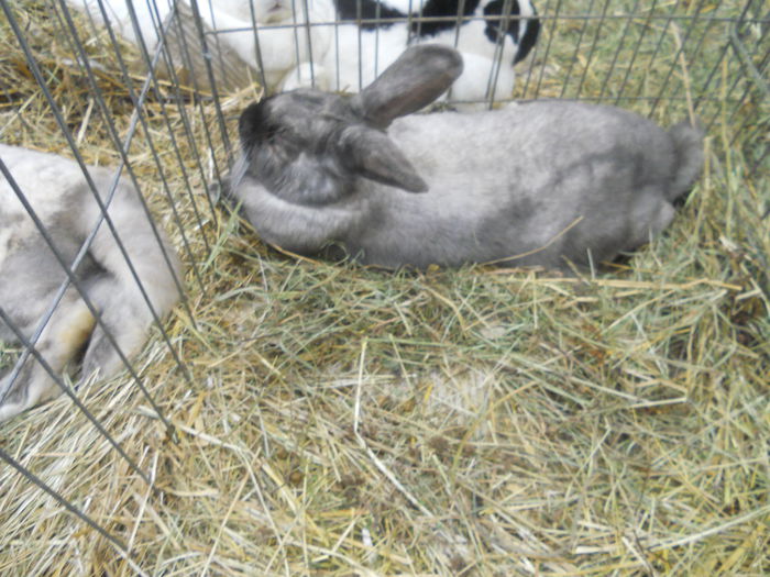 DSCN7930 - Expo Miercurea Ciuc- expozitia secuiana 2015