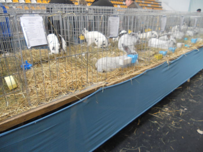 DSCN7939 - Expo Miercurea Ciuc- expozitia secuiana 2015