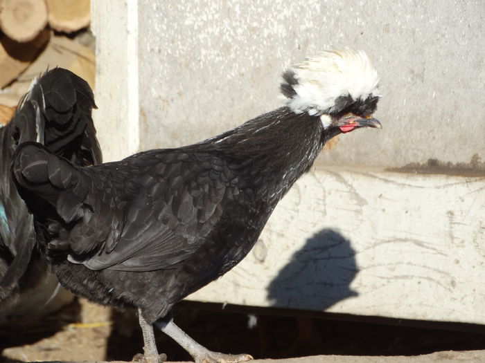 DSC04565 - Motata olandeza