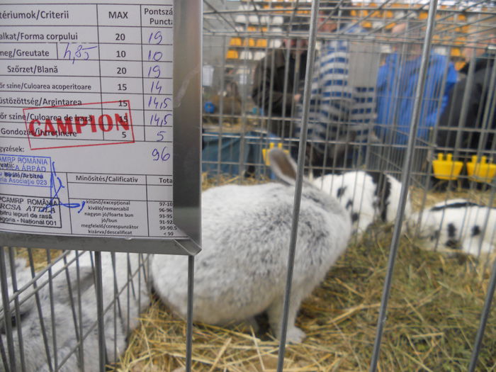 DSCN7947 - Expo Miercurea Ciuc- expozitia secuiana 2015
