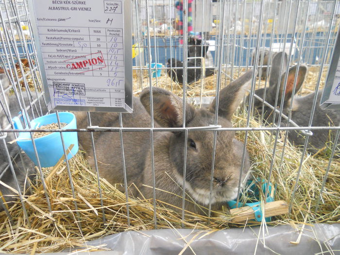 DSCN7950 - Expo Miercurea Ciuc- expozitia secuiana 2015