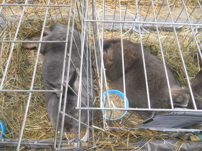 DSCN7952 - Expo Miercurea Ciuc- expozitia secuiana 2015