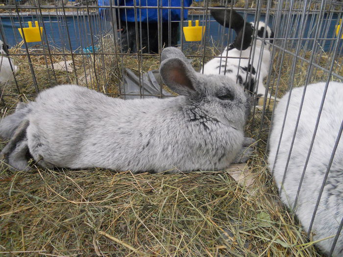 DSCN7953 - Expo Miercurea Ciuc- expozitia secuiana 2015