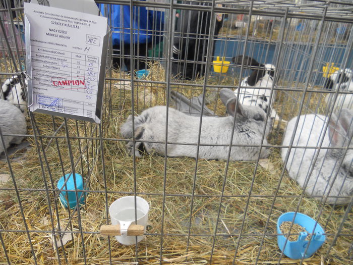 DSCN7954 - Expo Miercurea Ciuc- expozitia secuiana 2015