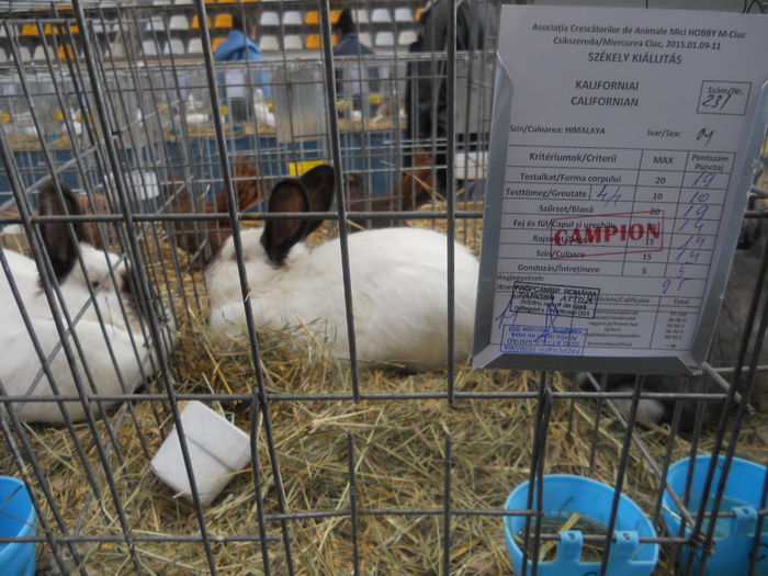 DSCN7955 - Expo Miercurea Ciuc- expozitia secuiana 2015