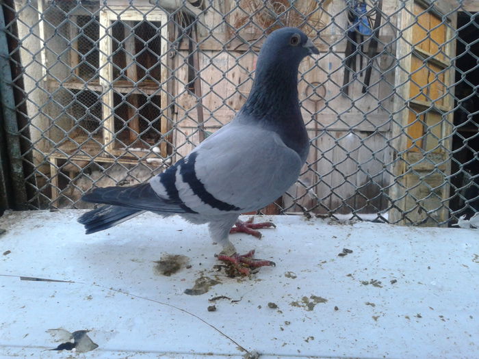 Italia - 2009; Columbodrom Viena
