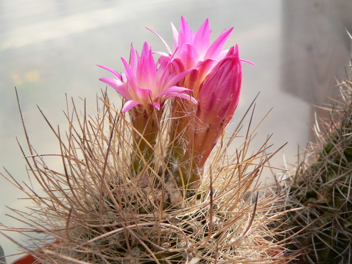 neoporteria_gerocephala