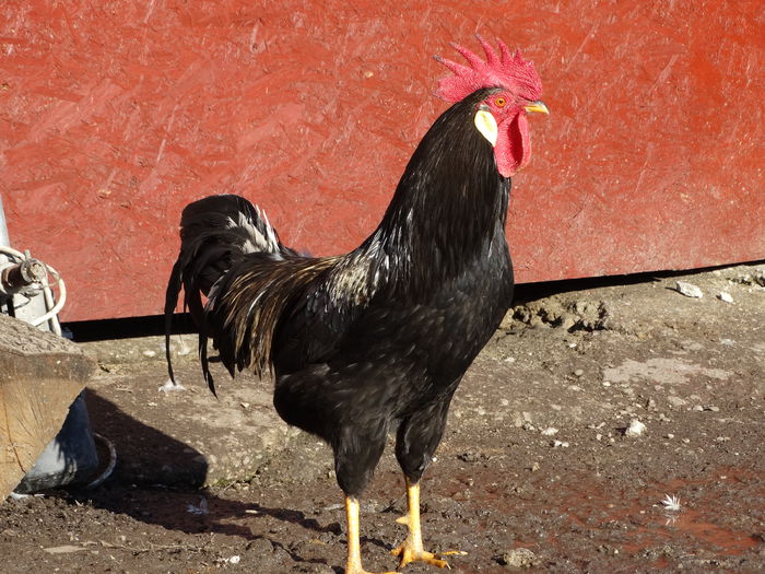 DSC04535 - Italiana Orange-Duckwing