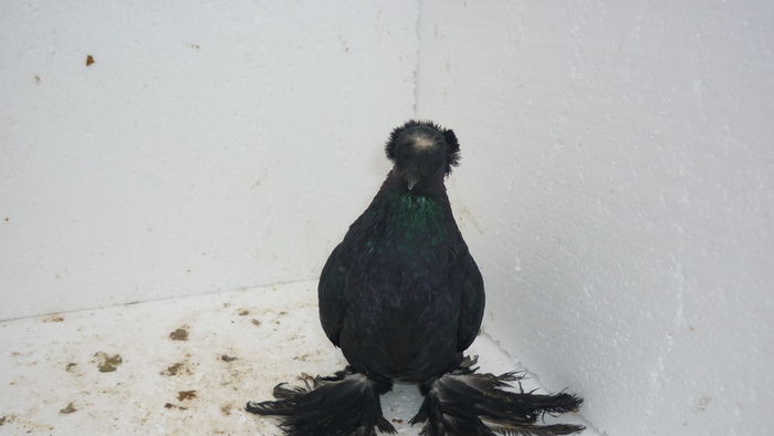 279 - Jucatori de Botosani 2014