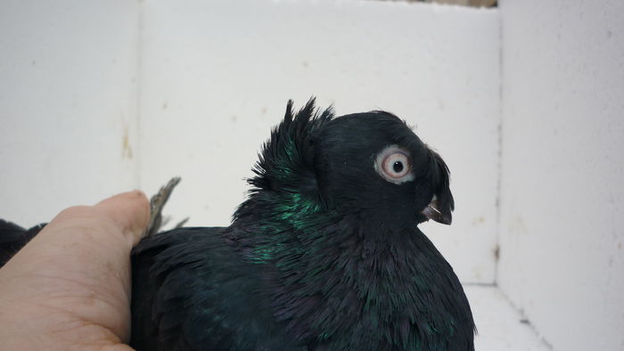 279 - Jucatori de Botosani 2014