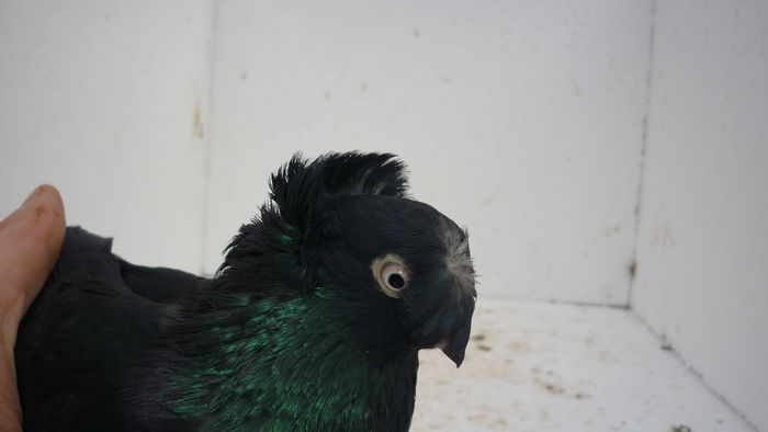 M 817 - Jucatori de Botosani 2014