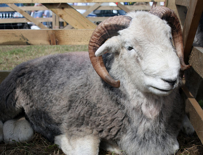 Berbecila Herdwick la odihna - Rase de oi si capre-Poze deosebite-4