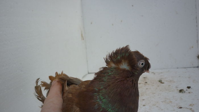 288 - Jucatori de Botosani 2014