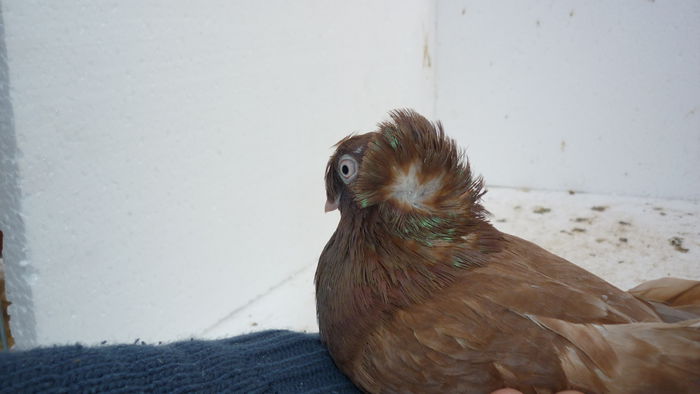 288 - Jucatori de Botosani 2014