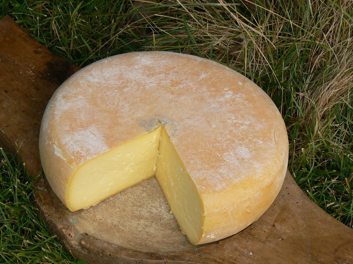 Casu-cavalul deosebit - Rase de oi si capre-Poze deosebite-4