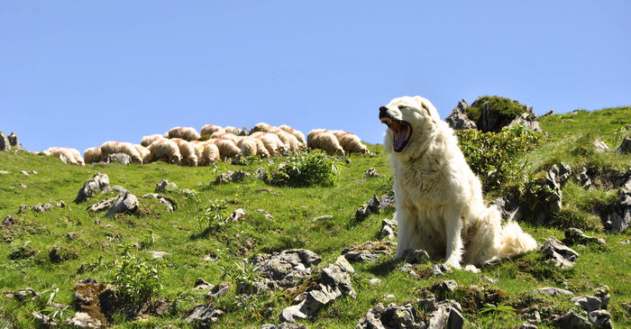 Ciobanescul de Pirinei casca de somn - Rase de oi si capre-Poze deosebite-4