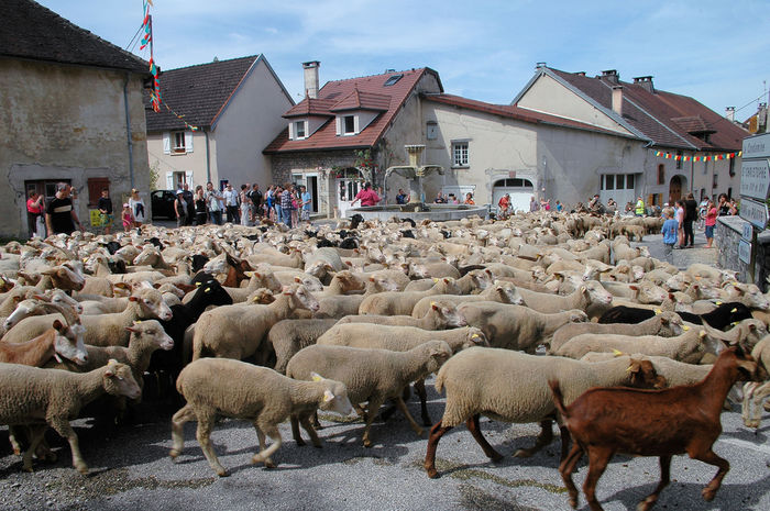 In Franta cu oile pe strada-3 - Rase de oi si capre-Poze deosebite-4