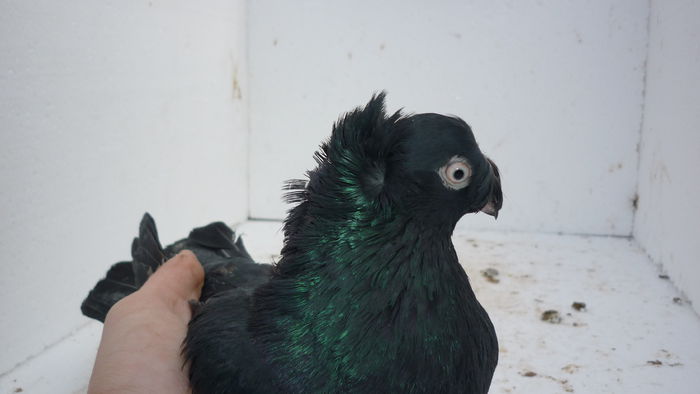 250 - Jucatori de Botosani 2014