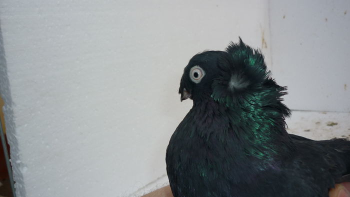 250 - Jucatori de Botosani 2014