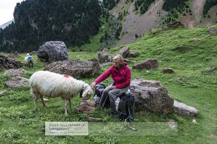 Oaia tiroleza cu o turista - Rase de oi si capre-Poze deosebite-4