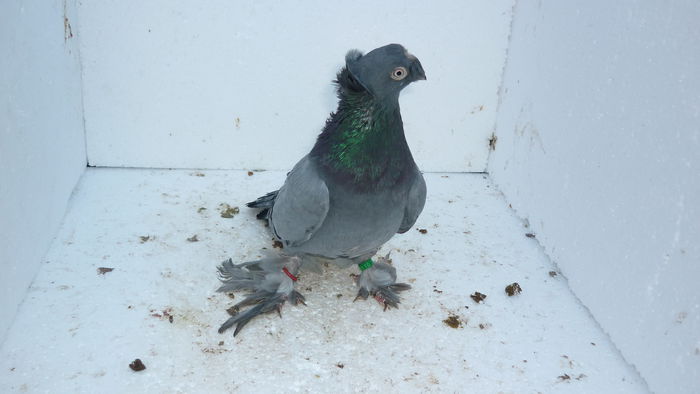 F 251 - Jucatori de Botosani 2014