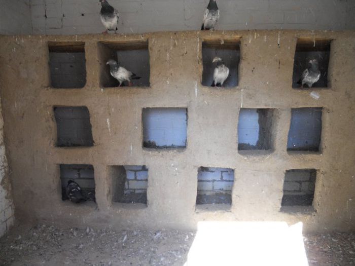 pigeon-homes