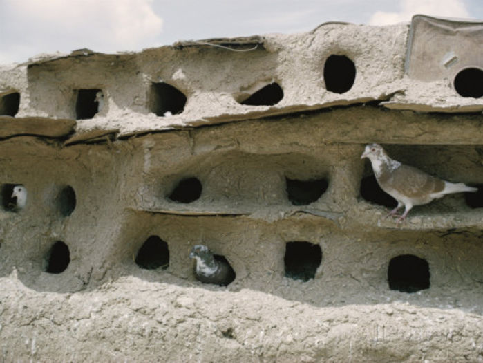 pigeon-house-in-israel