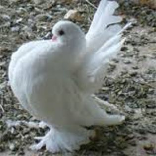 download (6) - porumbei rase rusesti