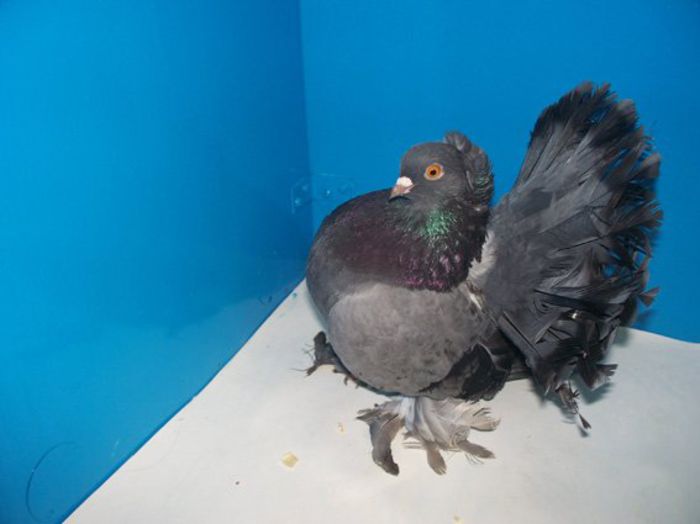 ba5f06ec819f - porumbei rase rusesti