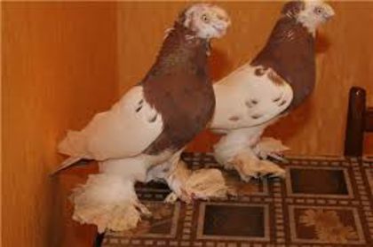 download (2) - porumbei rase rusesti