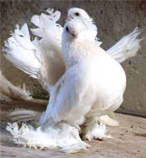 download - porumbei rase rusesti