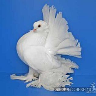 getImage - porumbei rase rusesti