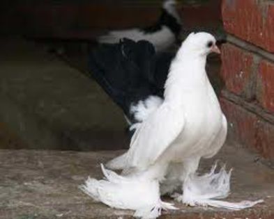 images (5) - porumbei rase rusesti