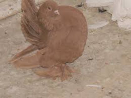 images (6) - porumbei rase rusesti