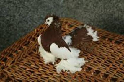 images (7) - porumbei rase rusesti