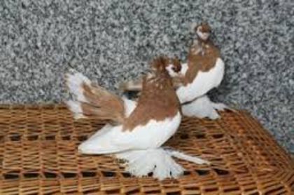 images (13) - porumbei rase rusesti