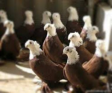 images (14) - porumbei rase rusesti