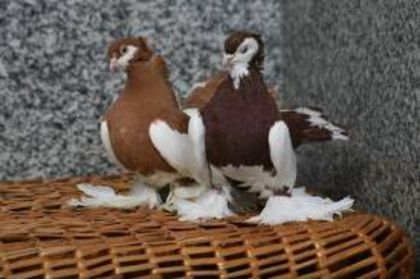 images (21) - porumbei rase rusesti