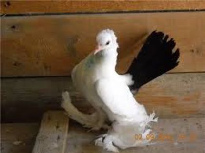 images (26) - porumbei rase rusesti