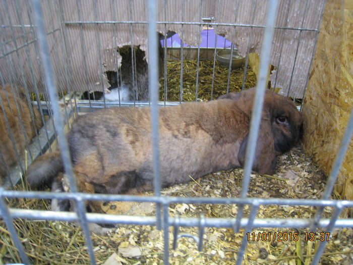 IMG_2104 - Expozitie Kondoros Ungaria 2015